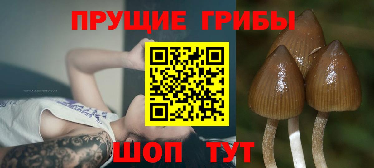 Красноармейск  Псилоцибиновые грибы Psilocybe  Вход с VPN  Галлюциногенные грибы Psilocybe 